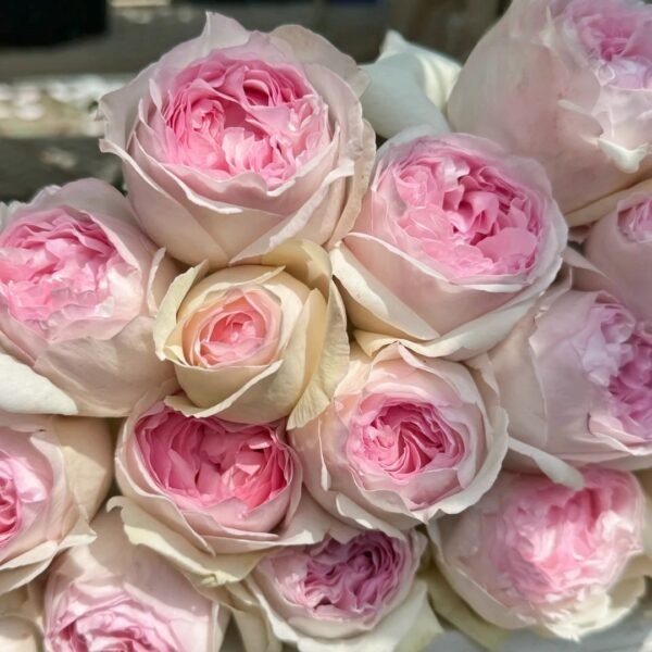 Yves Otome heart Rose