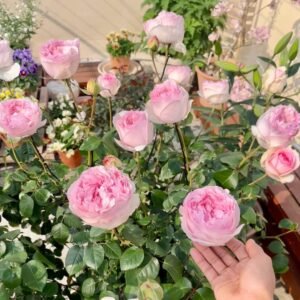 Yves Otome heart Rose