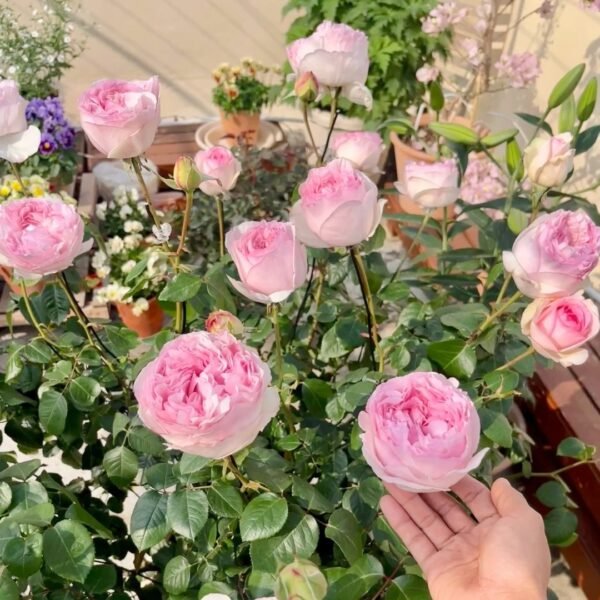 Yves Otome heart Rose