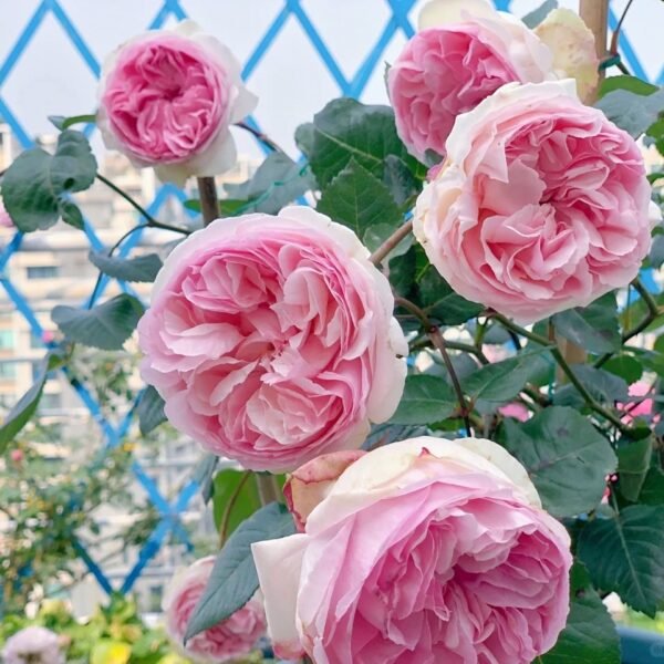 Yves Otome heart Rose