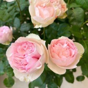 Yves Otome heart Rose