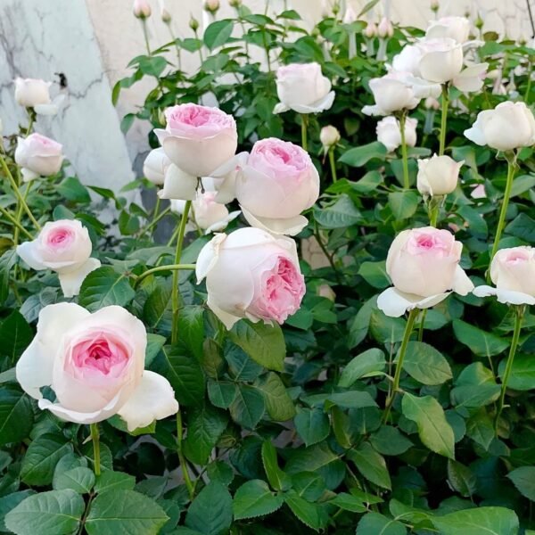 Yves Otome heart Rose