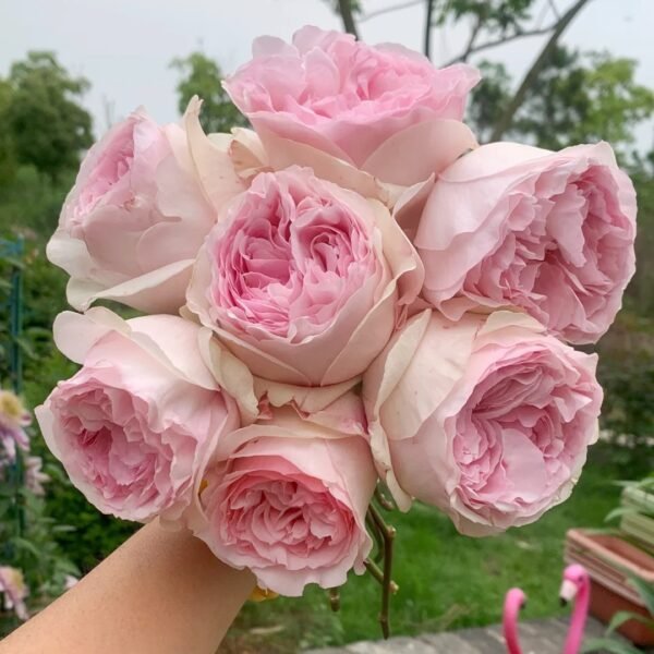 Yves Otome heart Rose