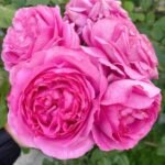 Yves Piaget Rose