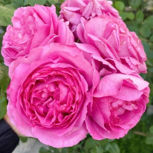 Yves Piaget Rose