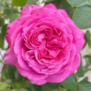 Yves Piaget Rose