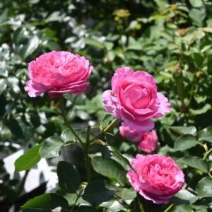 Yves Piaget Rose