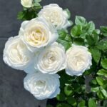 Yves Wedding Road Rose