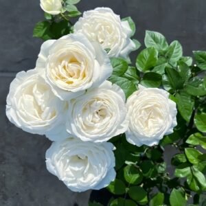 Yves Wedding Road Rose