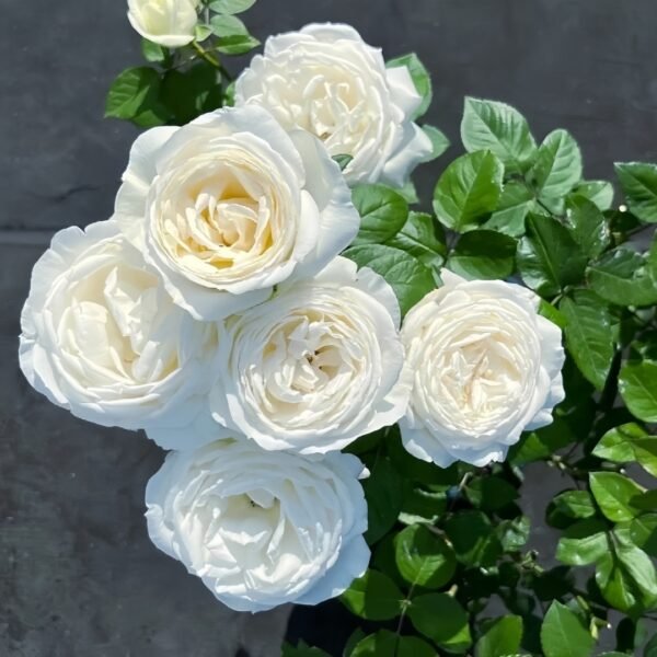 Yves Wedding Road Rose 01 Yves Wedding Road Rose