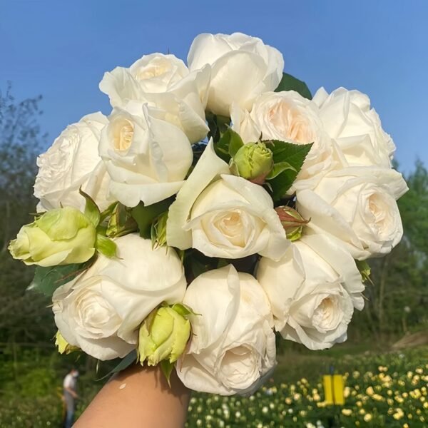 Yves Wedding Road Rose