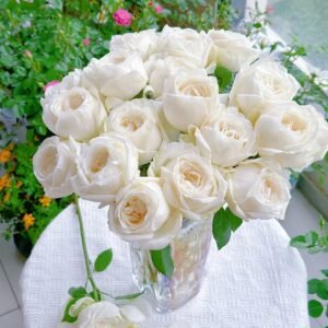 Yves Wedding Road Rose