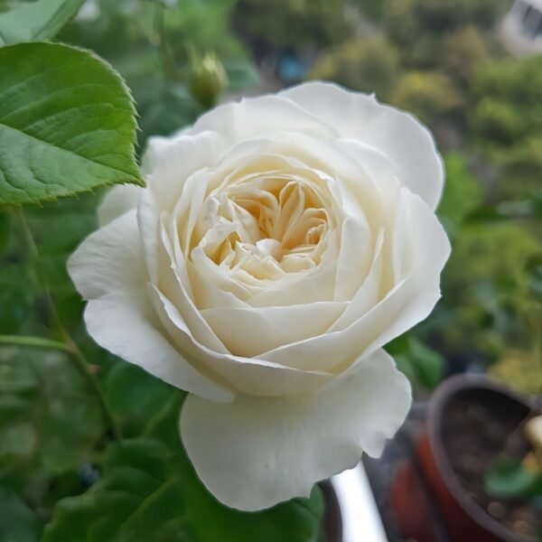 Yves Wedding Road Rose