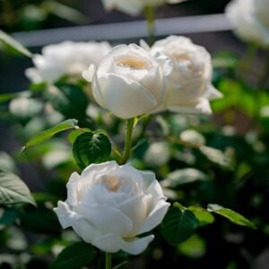 Yves Wedding Road Rose