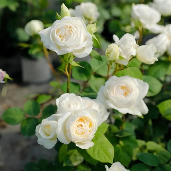Yves Wedding Road Rose