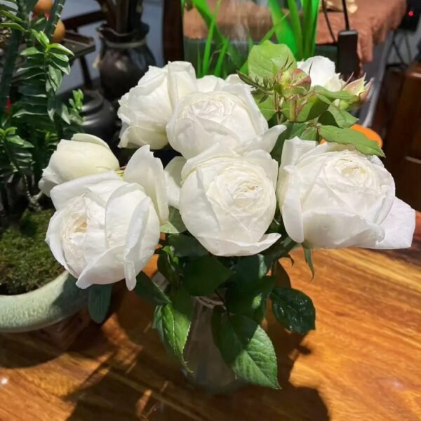 Yves Wedding Road Rose