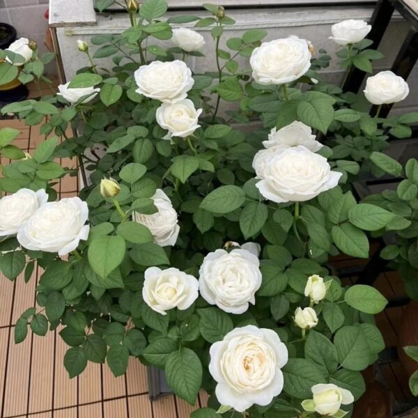 Yves Wedding Road Rose