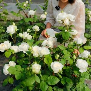 Yves Wedding Road Rose