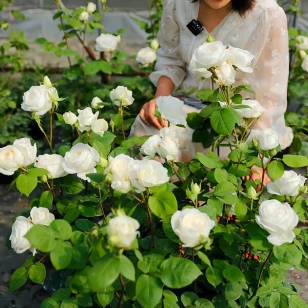 Yves Wedding Road Rose