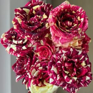 Abracadabra Rose