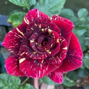 Abracadabra Rose