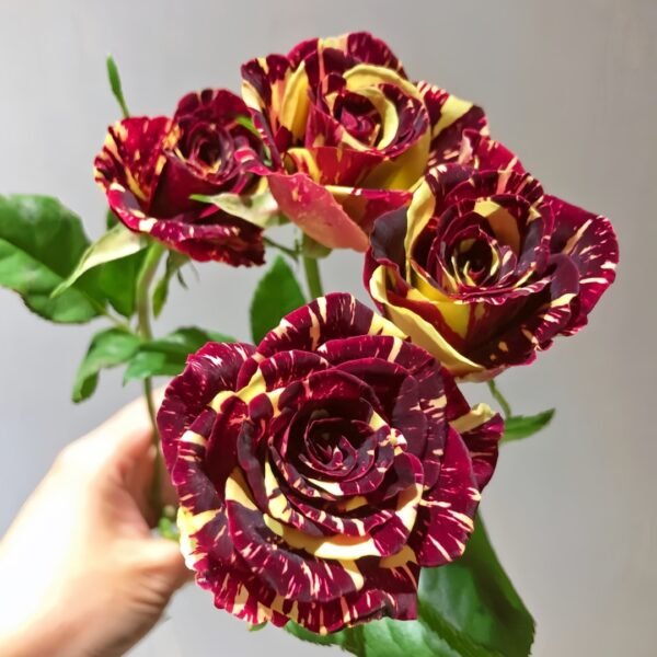 Abracadabra Rose