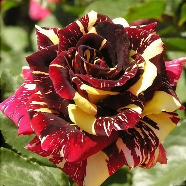 Abracadabra Rose