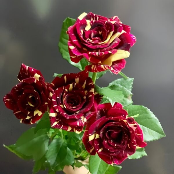 Abracadabra Rose