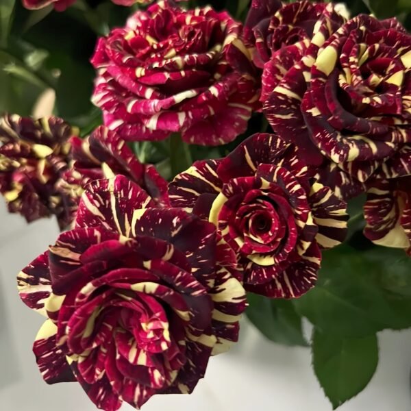 Abracadabra Rose