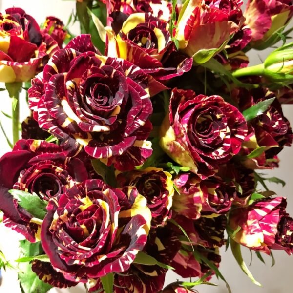 Abracadabra Rose