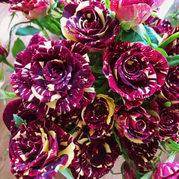 Abracadabra Rose