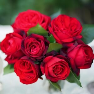 Admiral Rose