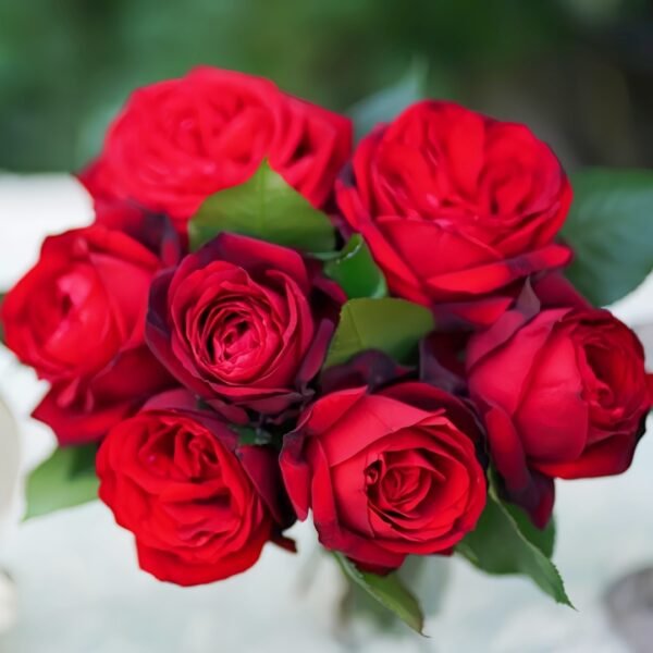 Admiral Rose01 Admiral Rose