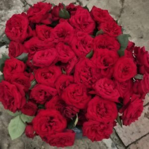 Admiral Rose