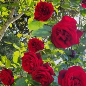 Admiral Rose