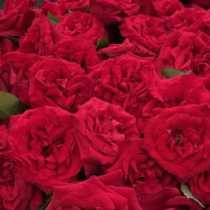 Admiral Rose Plant|海军上将 - 图片 10