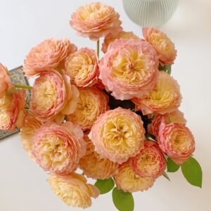Apricot Fat Rose