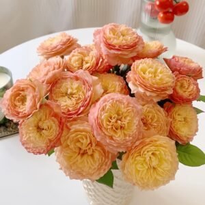 Apricot Fat Rose