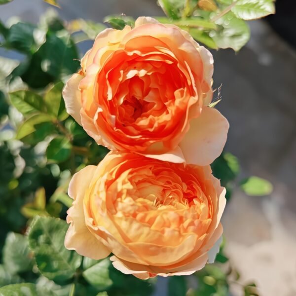 Apricot Fat Rose