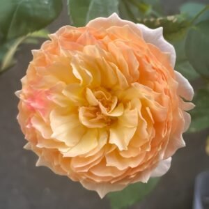 Apricot Fat Rose