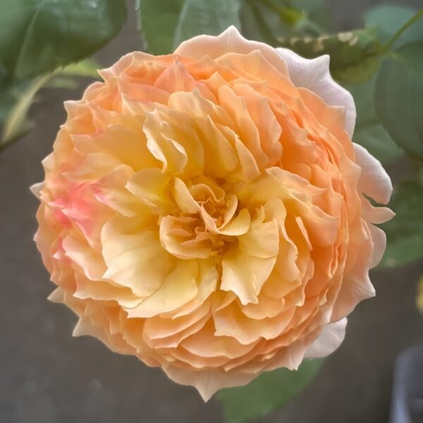 Apricot Fat Rose
