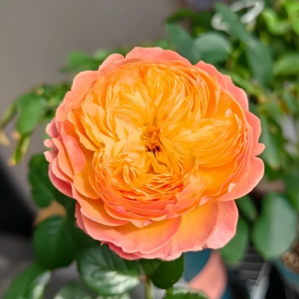 Apricot Fat Rose