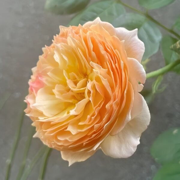 Apricot Fat Rose
