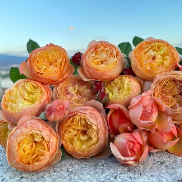 Apricot Fat Rose