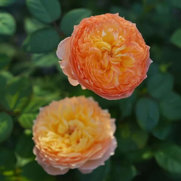 Apricot Fat Rose