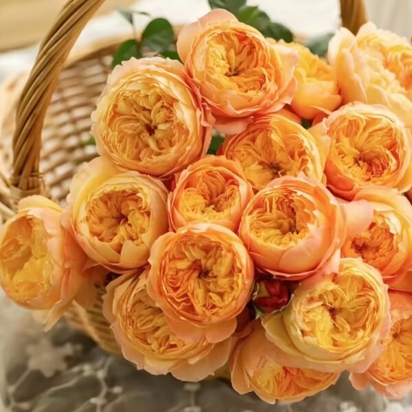 Apricot Fat Rose