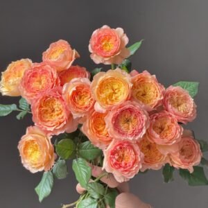 Apricot Fat Rose Plant|杏子肥 - 图片 10
