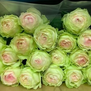 Armure Blanche Rose Plant |幻彩 - 图片 10