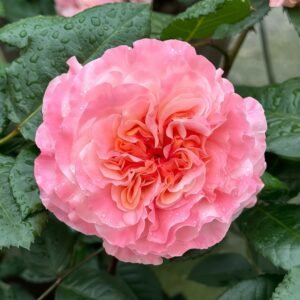 Augusta Luise Rose