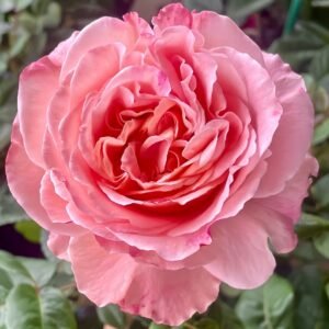 Augusta Luise Rose